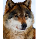{Red Wolves}