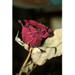 Seven Deadly Roses