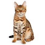 Cattyler