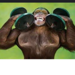 Monkeys United Group!!!