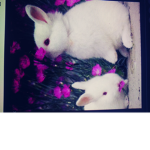 Bunny Allie Fan group
