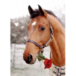 The Riding Roses