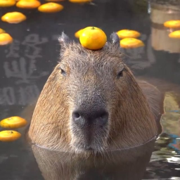 EXPLORE capybara world