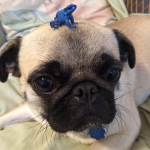Pugos fan group