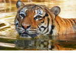 Igortigerhm