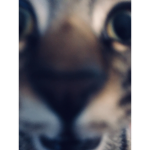 The cat group :) :) :)