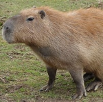 Capybarawuwjdhd