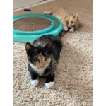 {Kittys}