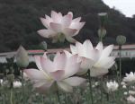 sacredlotus