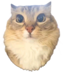 Bobux are sus