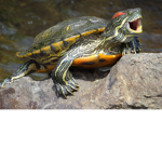 the cute turtle op