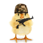 The Real chicken army! ( of NY )