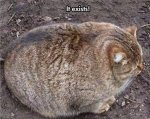 cult of the cat!!!!!!!!!