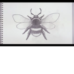 Bumble bee crew!