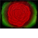 Camellia