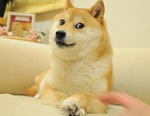 The Best Doge's