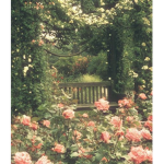 luvly blossoms! ୨୧