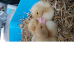 Duck.exe