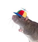 Rat Land !