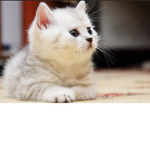 fluffy kitties group!
