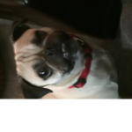 Pug’s pug party