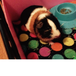 Guinea Pigs Are Love