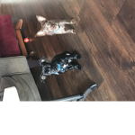 FREDDY AND CLYDE