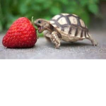 turtlebob