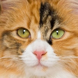 Meow Meow Sanctuary