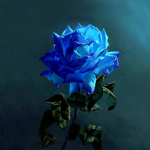 Blue Rose Clothing INC.