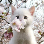 kitty kingdom >,..,<