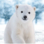 My fluffy bears!