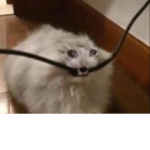 Screaming buttholes