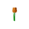 Honey Orange Tulip produce