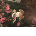 toxic lizard fire