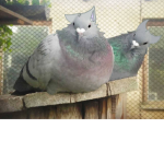 ~ Silly pigeons! ~