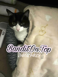 BanditOnTop