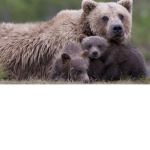 The all Bears club