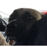 The Doggos Clan