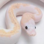 The Snake Café!