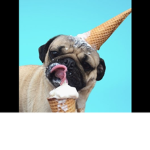 PUGSARELIFE