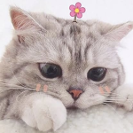 Star Kittas <3