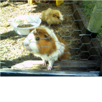 GuineaPig Group! <3