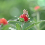 - frog squad army -