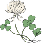 White Clover Studio