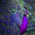 The Peacock Pals!
