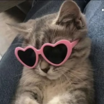 I like cats yay