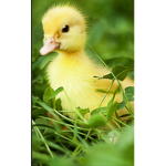 the duck group hehe