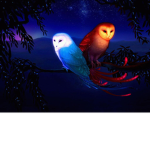 Owls Team