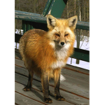 Fox Gang75
